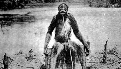 ​比利猿有多大，身高2.4米以狮豹为食（时常对于月吠喊）