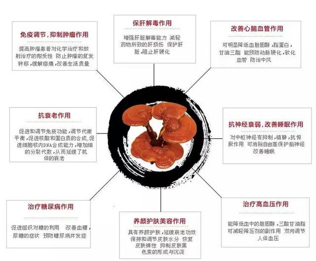 灵芝有哪些功效和作用与主治（深度解析灵芝的五大神奇功效）(1)