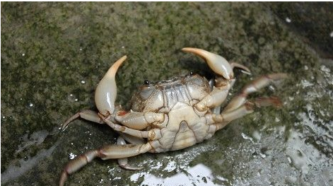 花盖蟹的习性