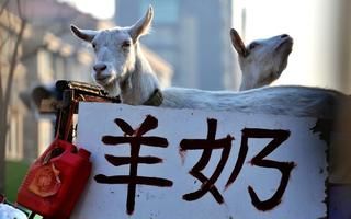 鲜羊奶挤出可以在冰箱放几天吗