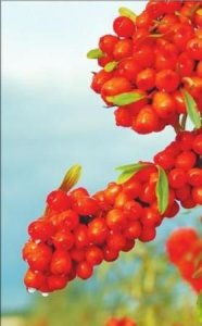 ​沙棘果有籽吗，沙棘果酱的沙棘要去籽吗？