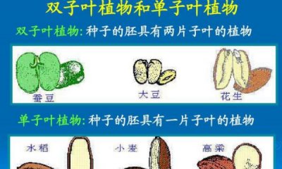 ​票据叶植物与双子叶植物的辨别，胚、根、茎、叶、花各没有共