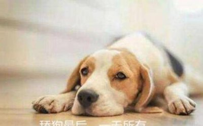 ​搜集用语舔狗是什么道理呢，明知没有喜佳本人还一味讨佳_讥讽词汇