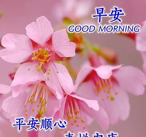 早上好的问候美句