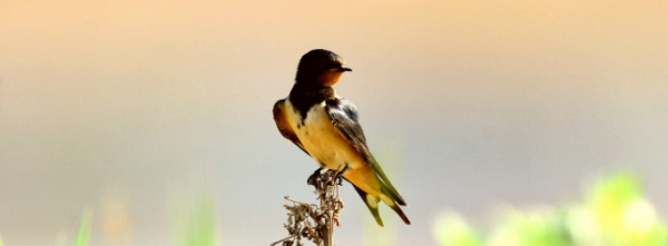 早上好的问候美句,早上好的问候美句图3