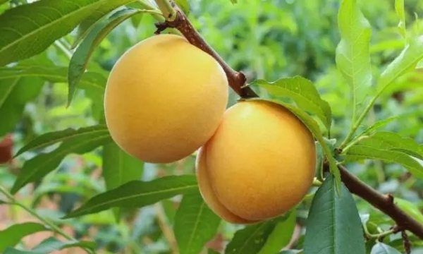 什么桃子最好吃,市面上桃子多少钱一斤图5