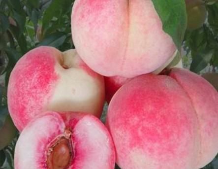 什么桃子最好吃,市面上桃子多少钱一斤图8