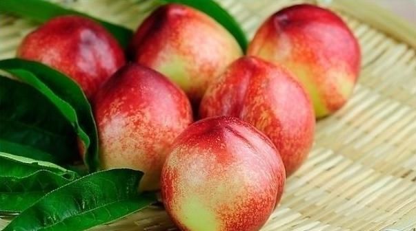 什么品种的桃子最好吃