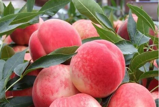 什么桃子最好吃,市面上桃子多少钱一斤图9