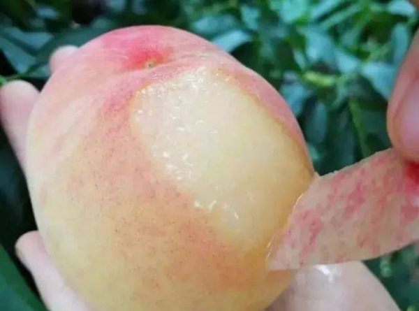 什么桃子最好吃,市面上桃子多少钱一斤图7