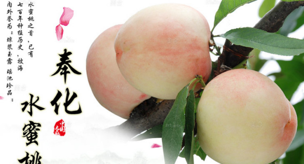 什么桃子最好吃,市面上桃子多少钱一斤图6