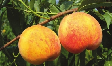 什么桃子最好吃,市面上桃子多少钱一斤图12