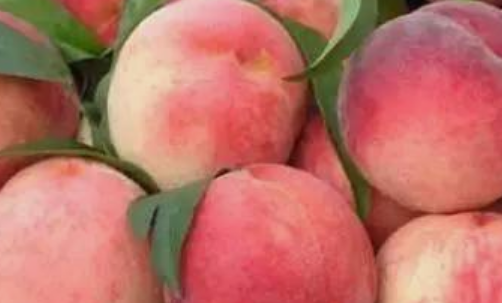 什么桃子最好吃,市面上桃子多少钱一斤图1