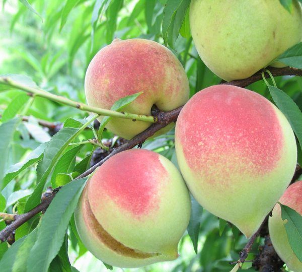 什么桃子最好吃,市面上桃子多少钱一斤图14