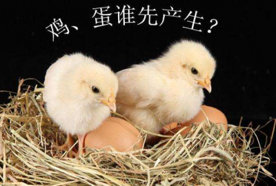 ​先有鸡仍旧先有蛋?二种谜底，谜题公布_鸡的祖宗是恐龙