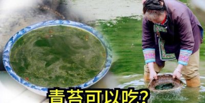 ​青苔可以吃,青苔可以吃吗