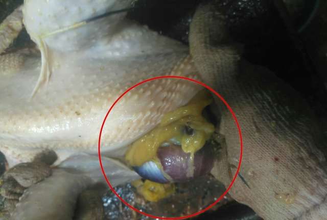 鸡是用鼻子闻到味道发现食物吗