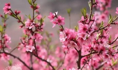 ​桃月是指，在我国，桃月是指哪个月？