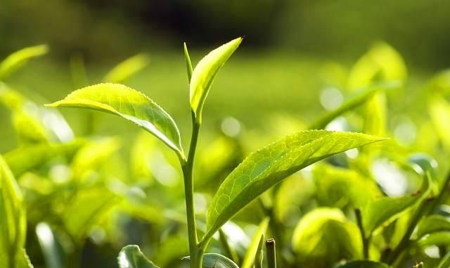 铁观音属于哪类茶，铁观音属于哪一种茶？图2