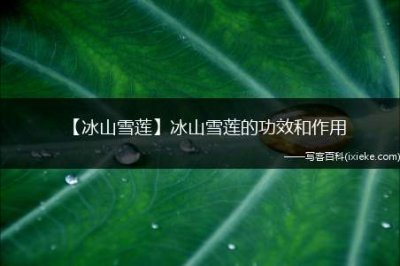 ​【冰山雪莲】冰山雪莲的功效和作用(冰山雪莲主要指菊科风毛菊属多肉植物)