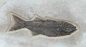 化石是怎样形成的，化石是怎样形成的？对于我们研究早期人类有什么作用？图2