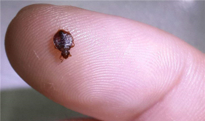 ​家里跳虫怎样发生的 家里有跳虫怎样清算