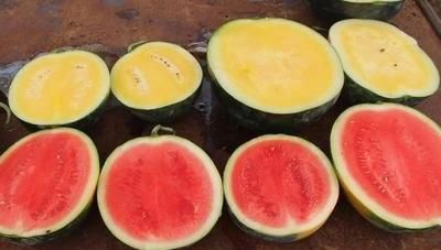 黄瓤西瓜和红瓤西瓜区别图片