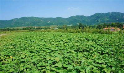 ​山芋怎样培植方式 山芋培植程序（四大方式）