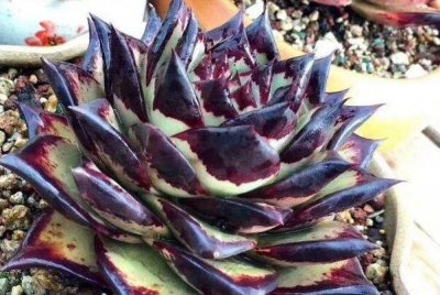 ​黑木化水怎样办?去除化水肉片，风搞伤口_躲免过分浇水