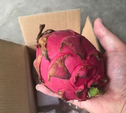 红心火龙果保质期有几天