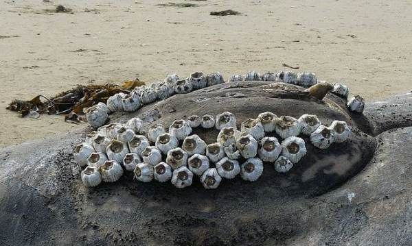 藤壶鹅为什么要跳崖,藤壶鹅跳崖摔不死吗图4