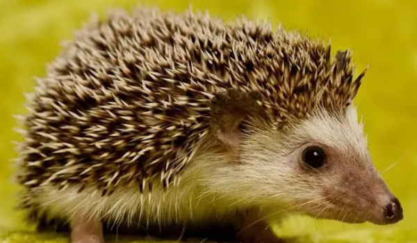 小刺猬的生活习性,刺猬的生活特点是什么图1