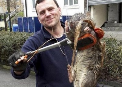 ​巨型老鼠是什么种类，遭到核辐射作用变异的巨鼠_并没有属实