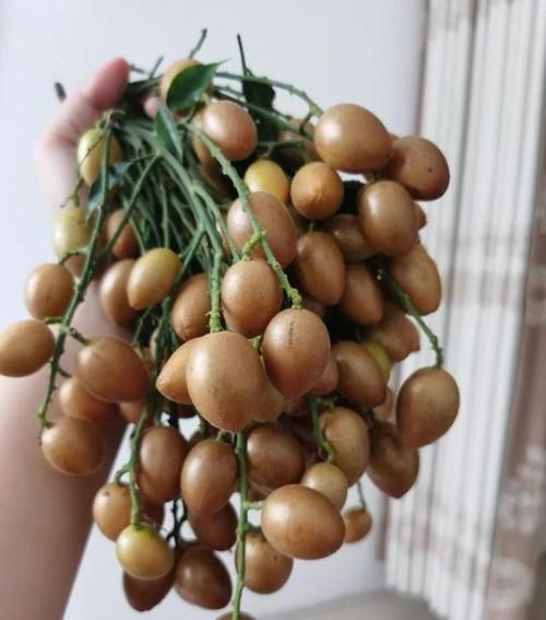 黄皮怎么保存能保存多久