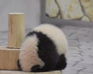 ​大熊猫的走路方式,熊猫会直立行走英文