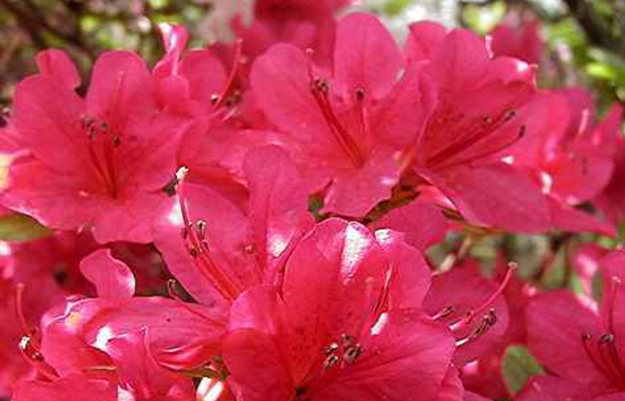 杜鹃花语及象征,杜鹃花的花语是什么呢?图3
