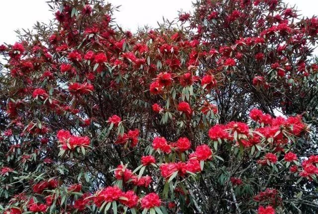 杜鹃花的花语是什么呢?