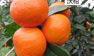 ​沃柑怎么剥皮，沃柑怎么去农药？
