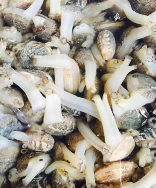 花甲死了还可以张口吗,花甲死了会煮开壳