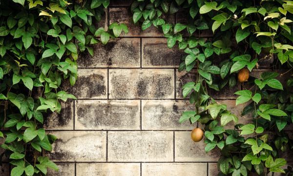 百香果籽怎么去除,百香果的长期保存方法图2