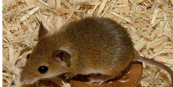 老鼠会咬人如果咬了怎么办,老鼠晚上会爬床咬人吗图3