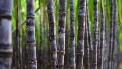 甘蔗能吃多少,一天吃几根甘蔗合适图1