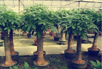 ​客堂最旺宅的庞大植物:发达树极端旺财，龙骨别号霸王鞭