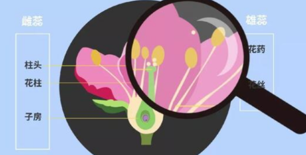 繁殖方式有哪些,动物的繁殖方式都有哪些图4