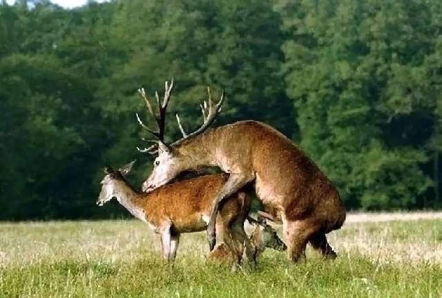 繁殖方式有哪些,动物的繁殖方式都有哪些