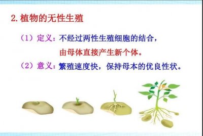 ​繁殖方式有哪些,动物的繁殖方式都有哪些