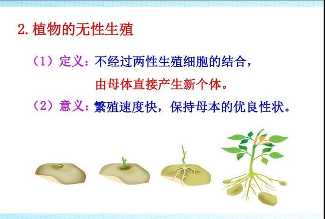 动物的繁殖方式都有哪些