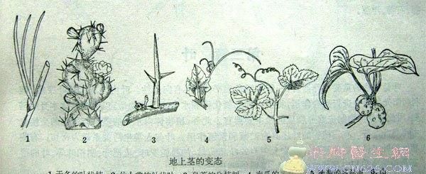 常见的地下茎可分为哪四类,地下茎的种类图1