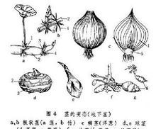 长在土壤里面的花生土豆红薯中只有什么是果实