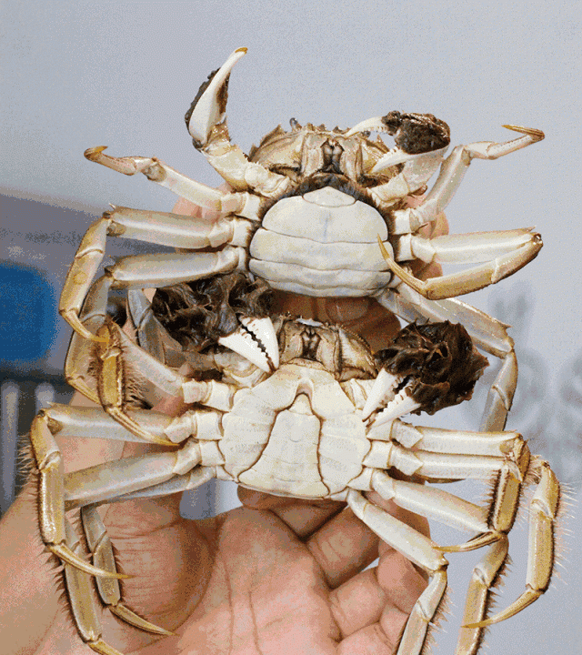 大闸蟹几月份上市，鄱阳湖大闸蟹何时上市？图3